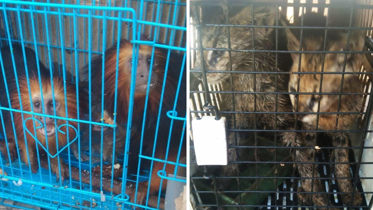 mizoram police and Excise Narcotics Dept rescued 140 exotic animals and birds