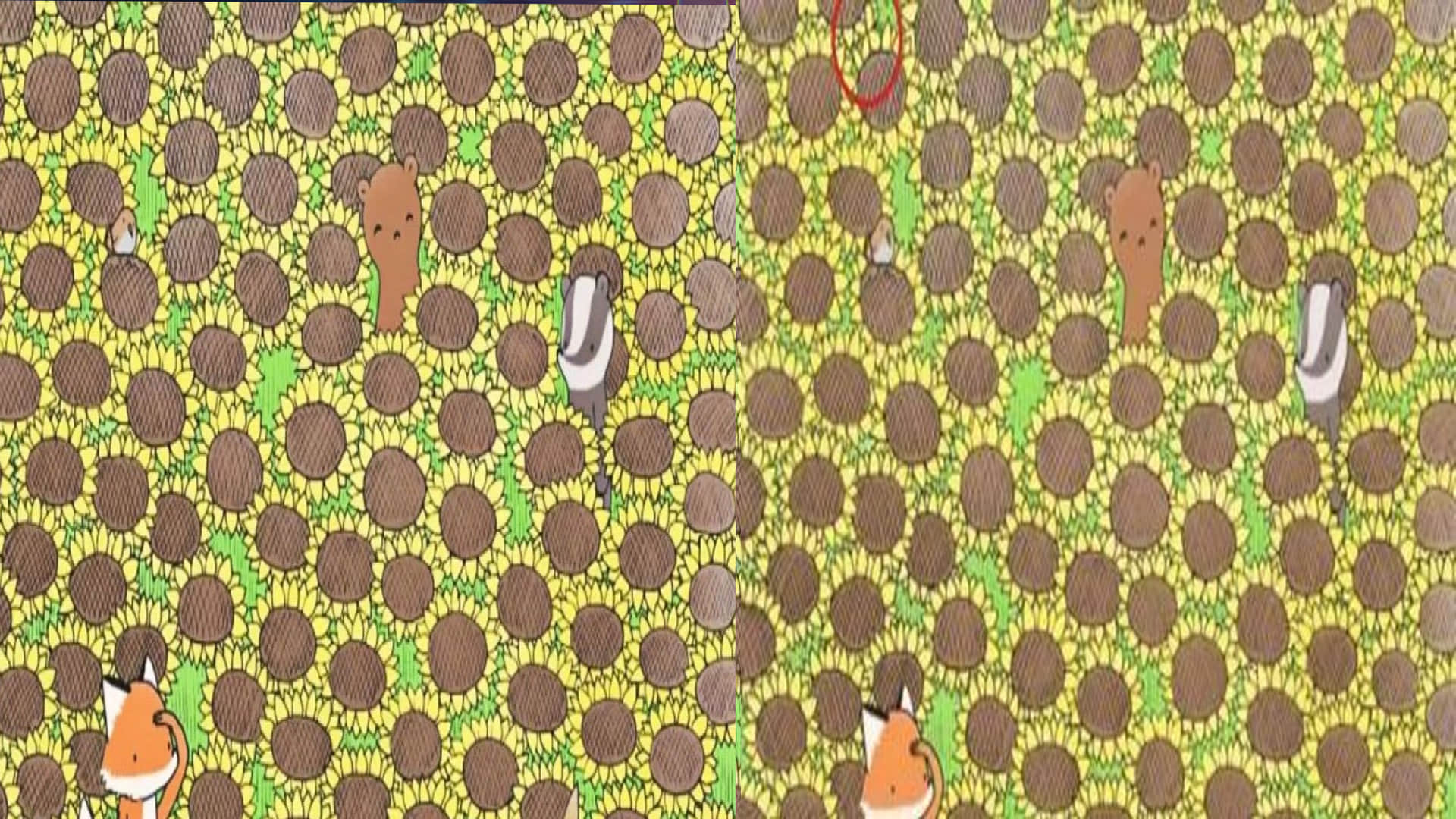 Viral Optical Illusion Photo: Find Out Hidden Butterfly from Illusion Image Check Your Brain IQ