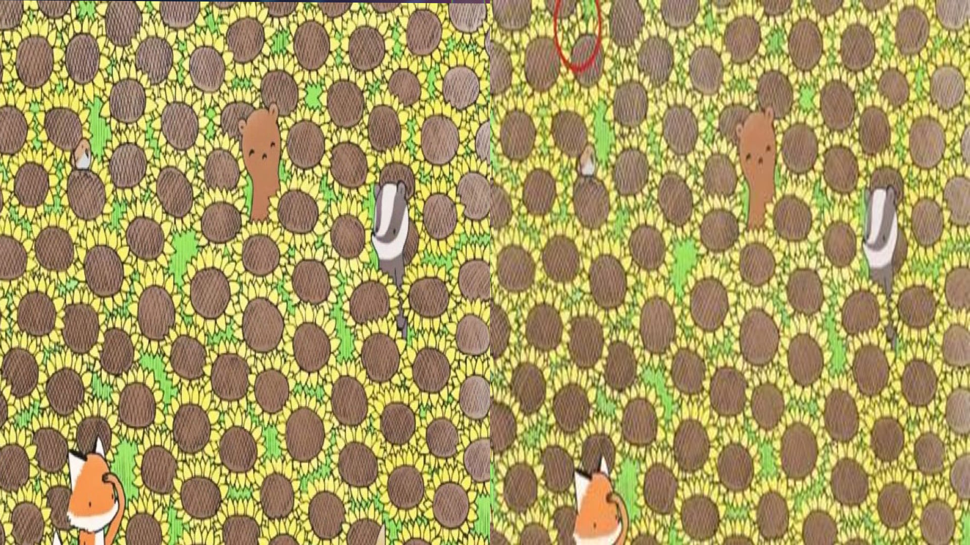 Viral Optical Illusion Photo: Find Out Hidden Butterfly from Illusion Image Check Your Brain IQ