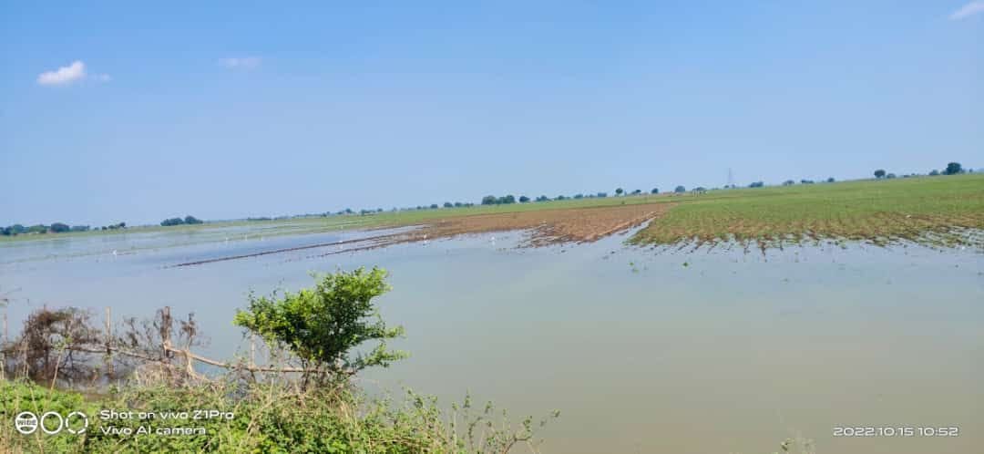 Hundreds of bigha crops submerged in floods, tomato and parwal cultivation destroyed
