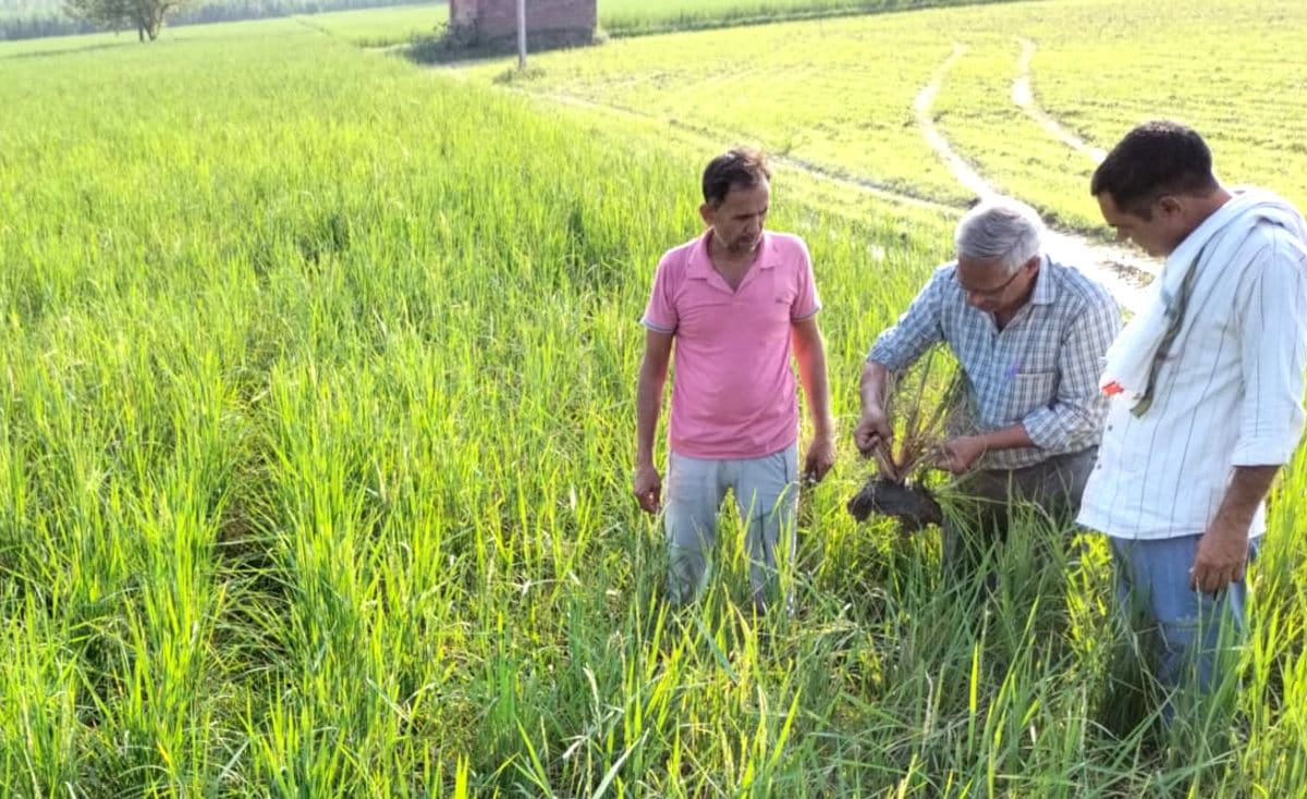 The outbreak of brown spore pest increased on basmati paddy