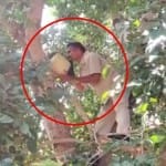 निवाड़ी में पेड़ पर छिपाई गई शराब की केन उतारते पुलिसकर्मी।