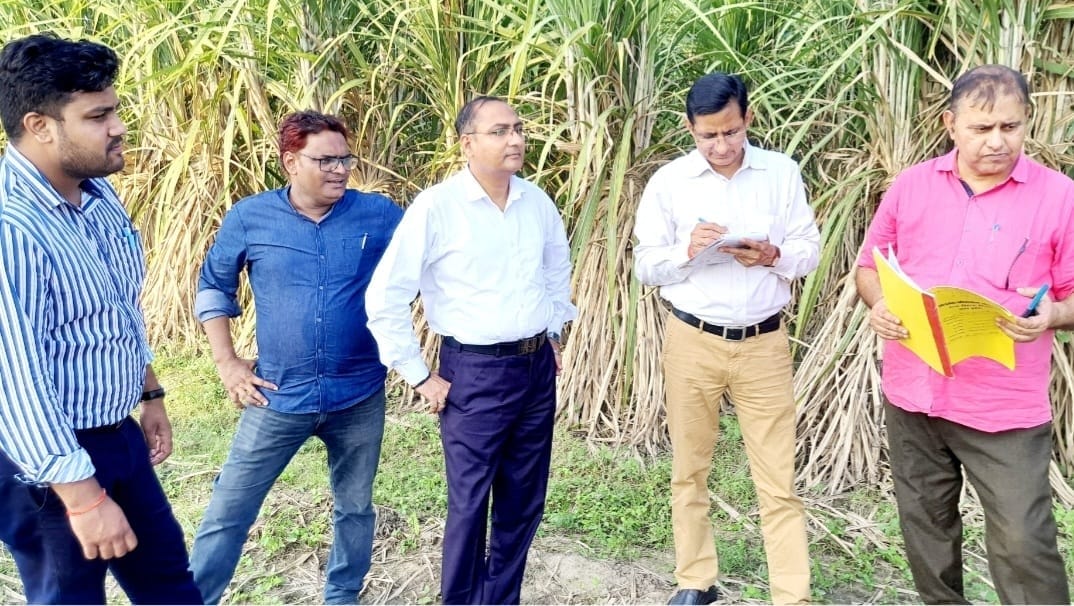 Farmers get extra income by cultivating co-crop with sugarcane