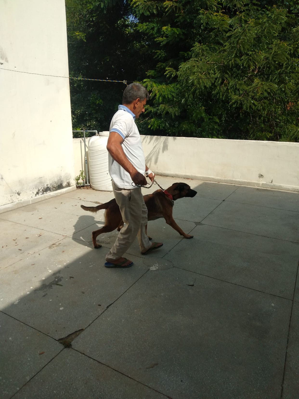 Simba, Michael and Bullet smell drugs buried under the ground and throw them out