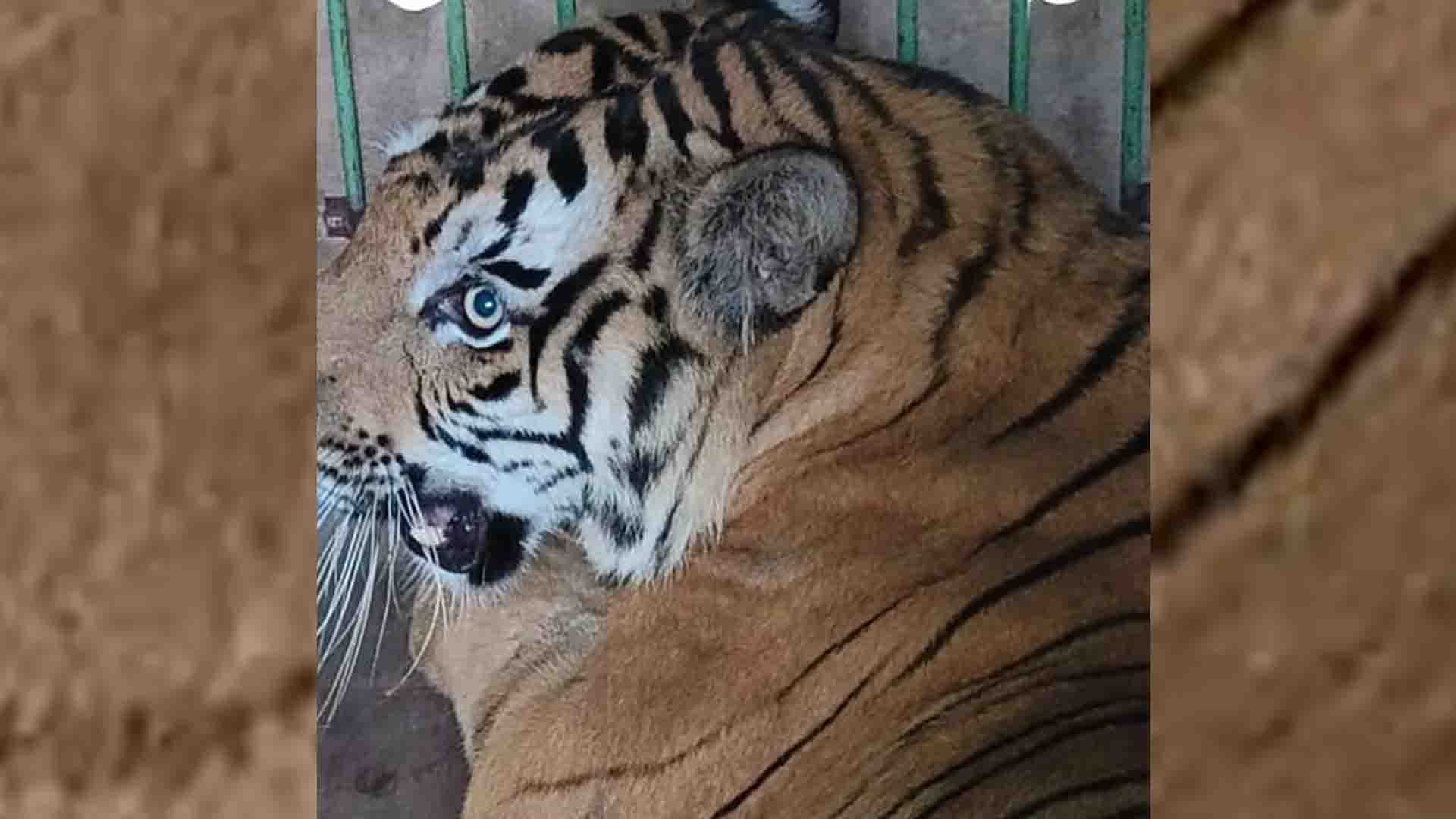 Kanpur: Tigress Pushpa was brought to the zoo from Lion Safari
