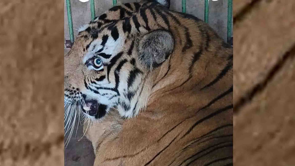Kanpur: Tigress Pushpa was brought to the zoo from Lion Safari