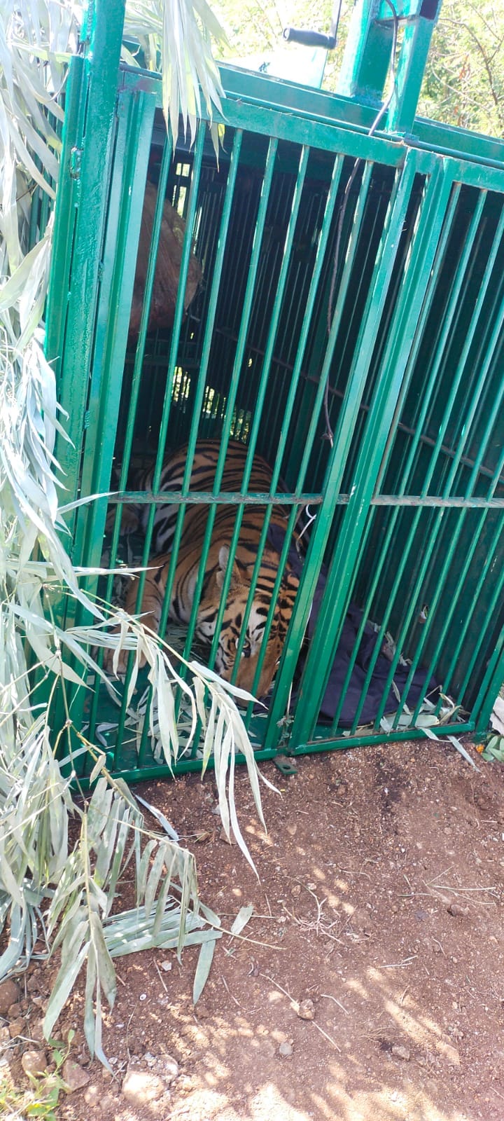 Tiger in Manit: The tiger roaming in Manit, trapped in a cage for the greed of goat