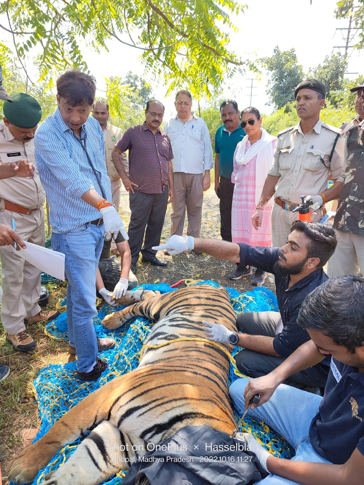 Bhopal News: The tiger which the forest department was telling as T-1234 of MANIT turned out to be the child o