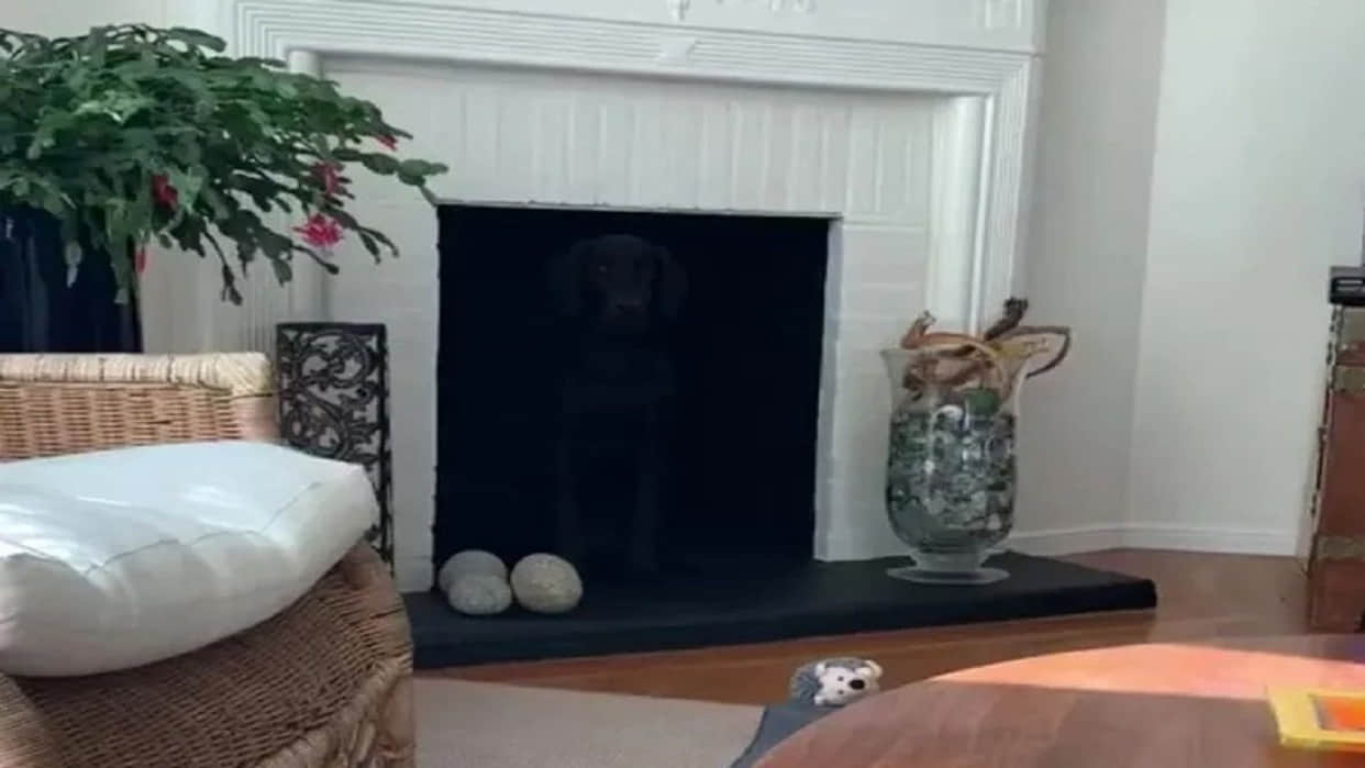 Optical Illusion Photo: Find Out Hidden Dog From Viral Illusion Image Within 15 Seconds Check Your Brain IQ
