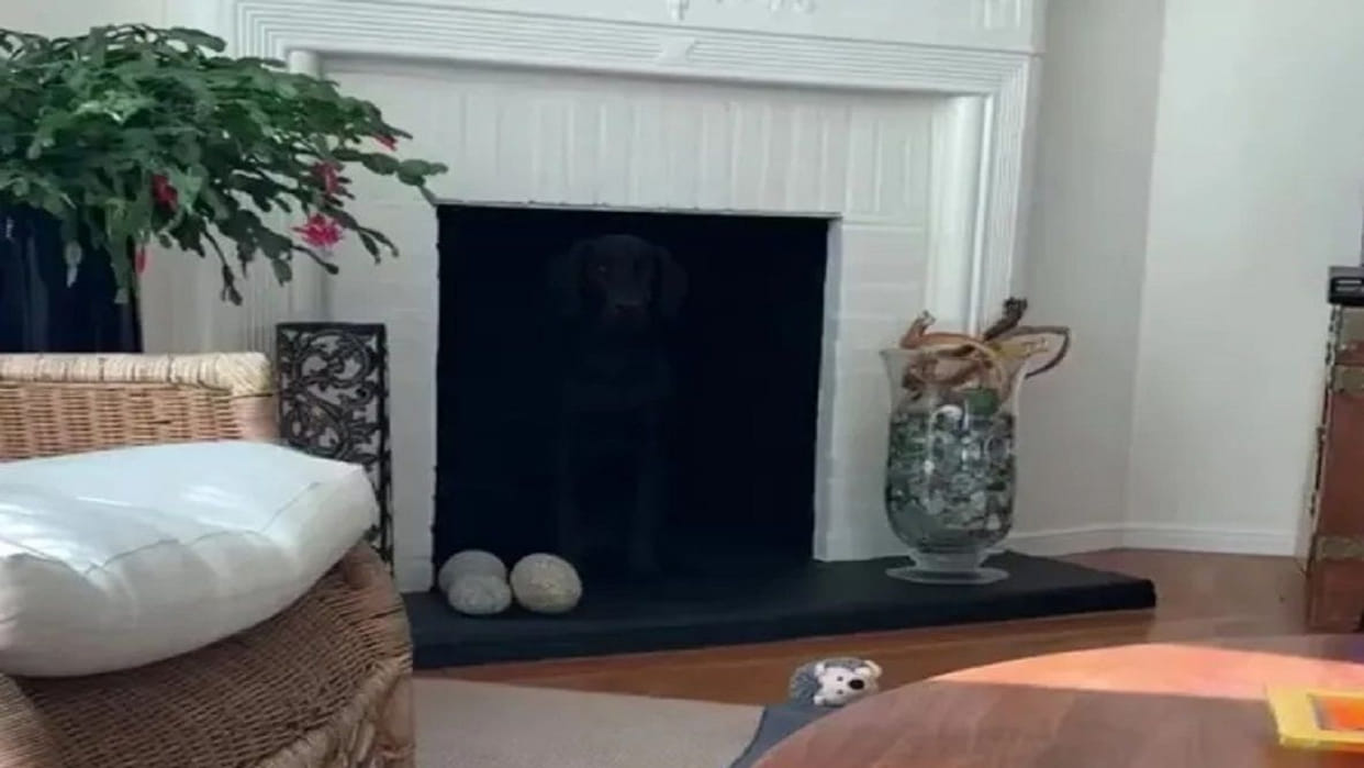 Optical Illusion Photo: Find Out Hidden Dog From Viral Illusion Image Within 15 Seconds Check Your Brain IQ