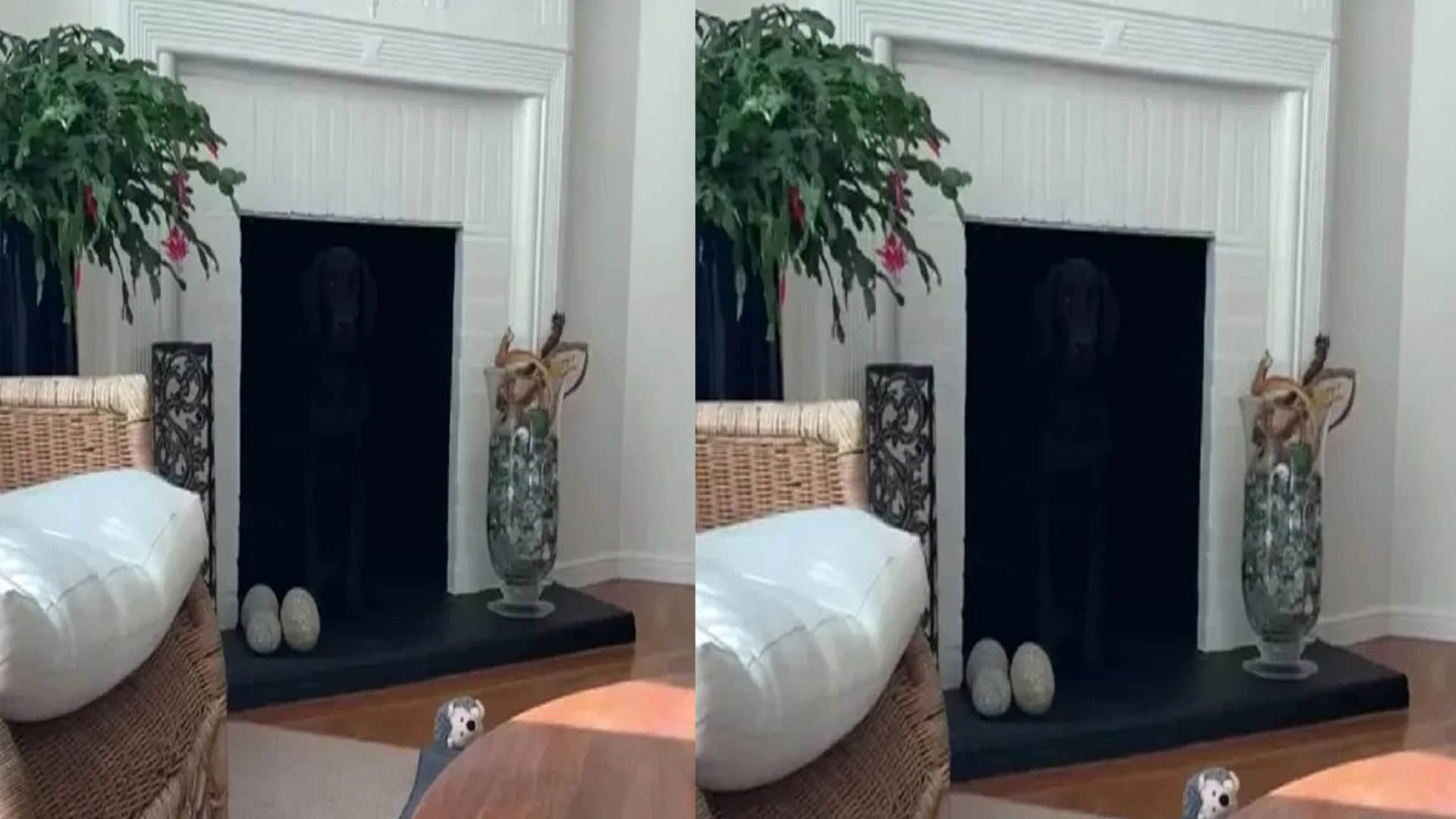 Optical Illusion Photo: Find Out Hidden Dog From Viral Illusion Image Within 15 Seconds Check Your Brain IQ