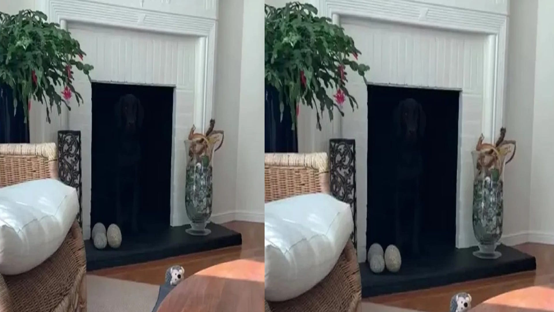 Optical Illusion Photo: Find Out Hidden Dog From Viral Illusion Image Within 15 Seconds Check Your Brain IQ