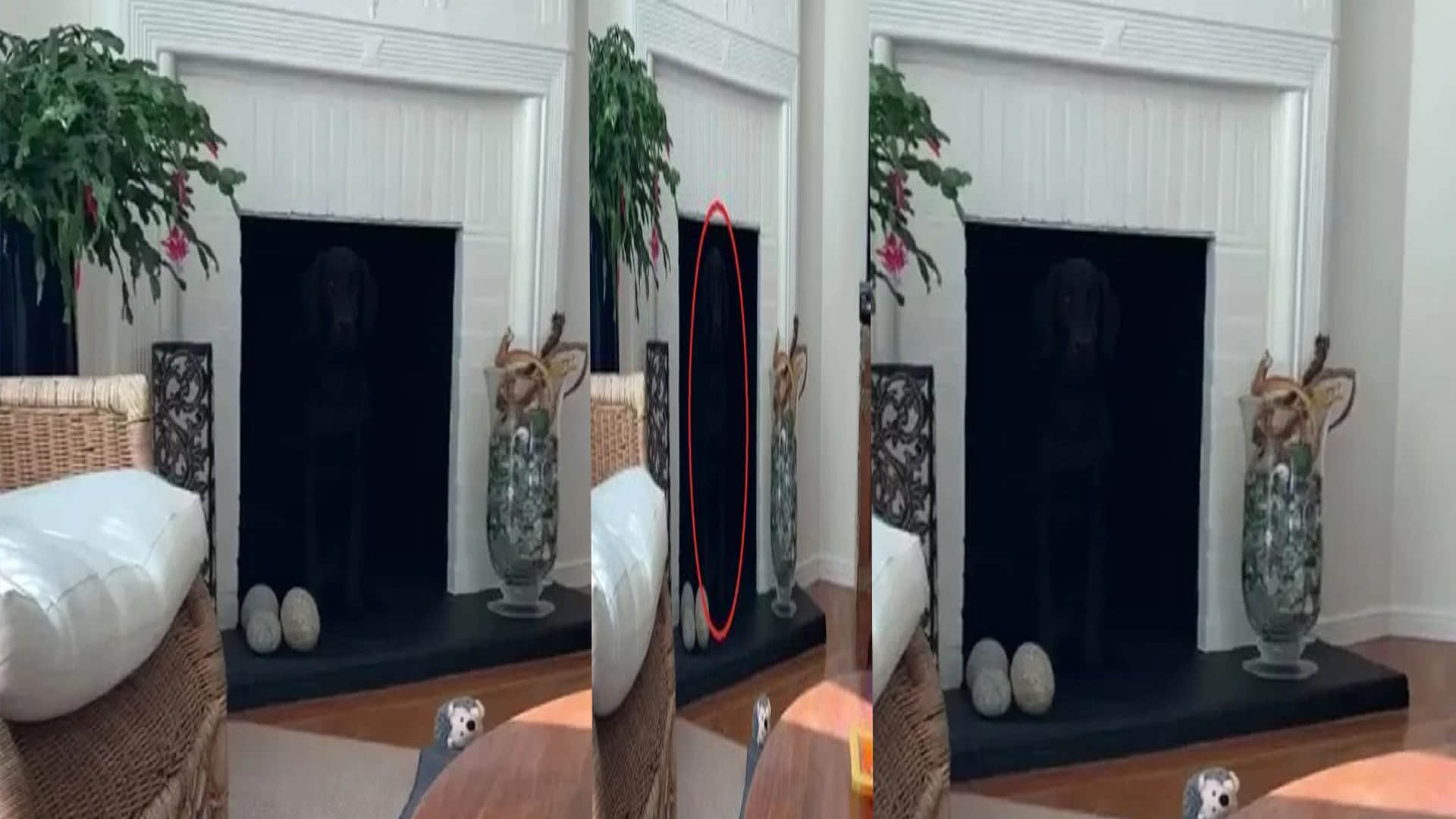 Optical Illusion Photo: Find Out Hidden Dog From Viral Illusion Image Within 15 Seconds Check Your Brain IQ