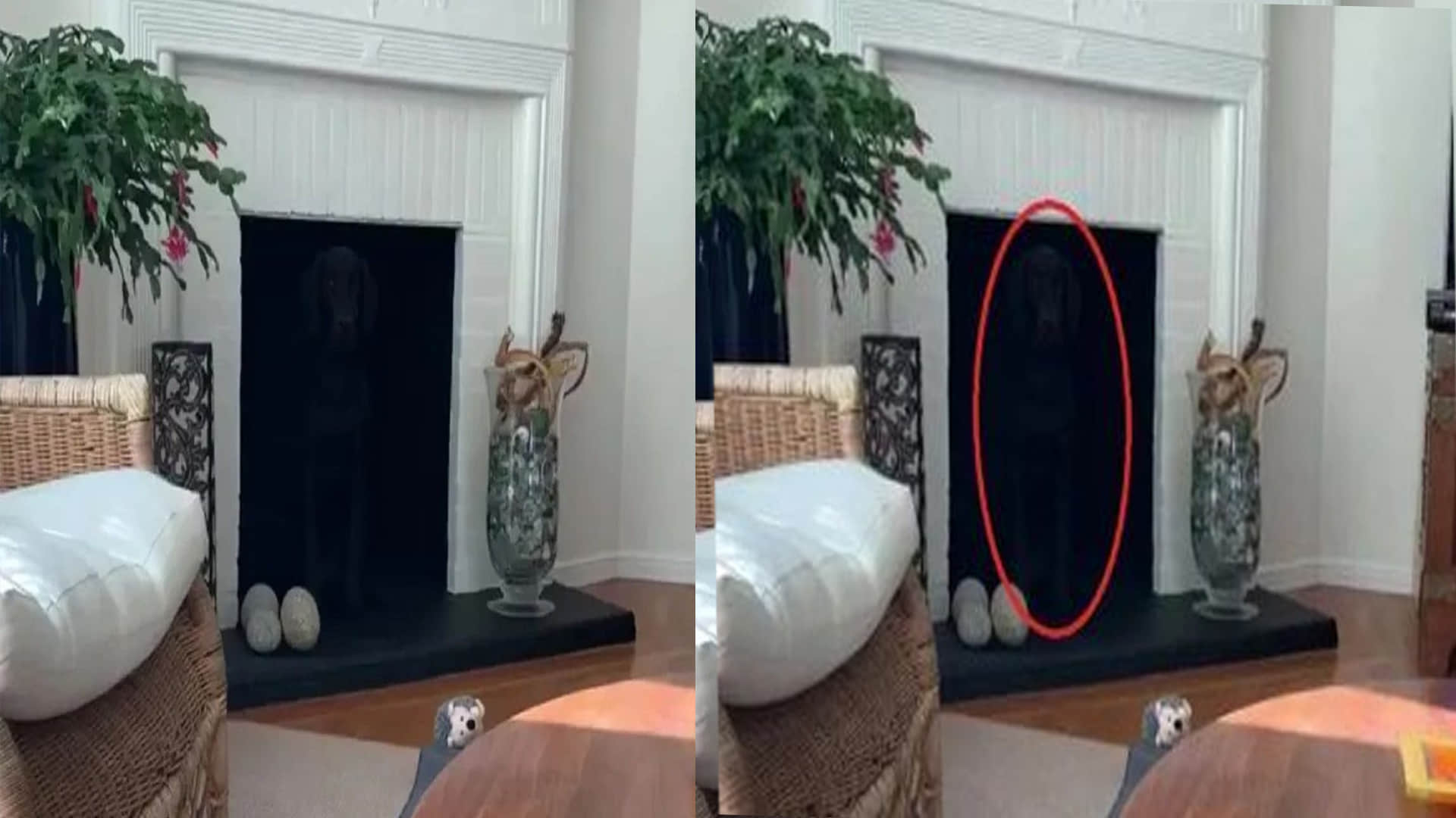 Optical Illusion Photo: Find Out Hidden Dog From Viral Illusion Image Within 15 Seconds Check Your Brain IQ