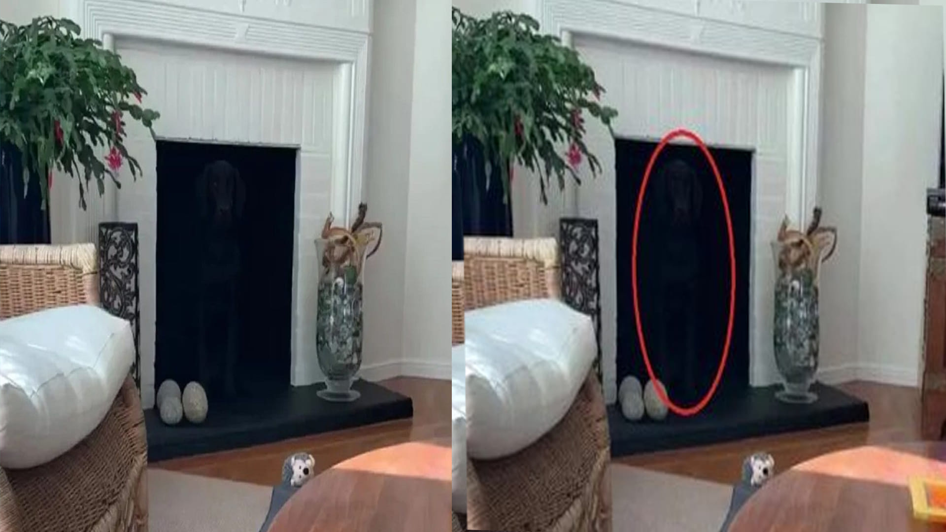 Optical Illusion Photo: Find Out Hidden Dog From Viral Illusion Image Within 15 Seconds Check Your Brain IQ