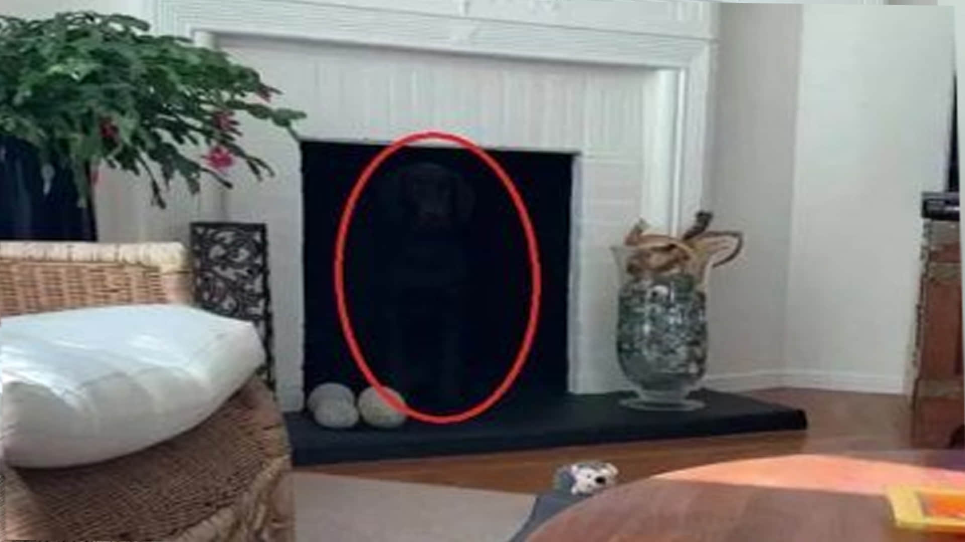 Optical Illusion Photo: Find Out Hidden Dog From Viral Illusion Image Within 15 Seconds Check Your Brain IQ