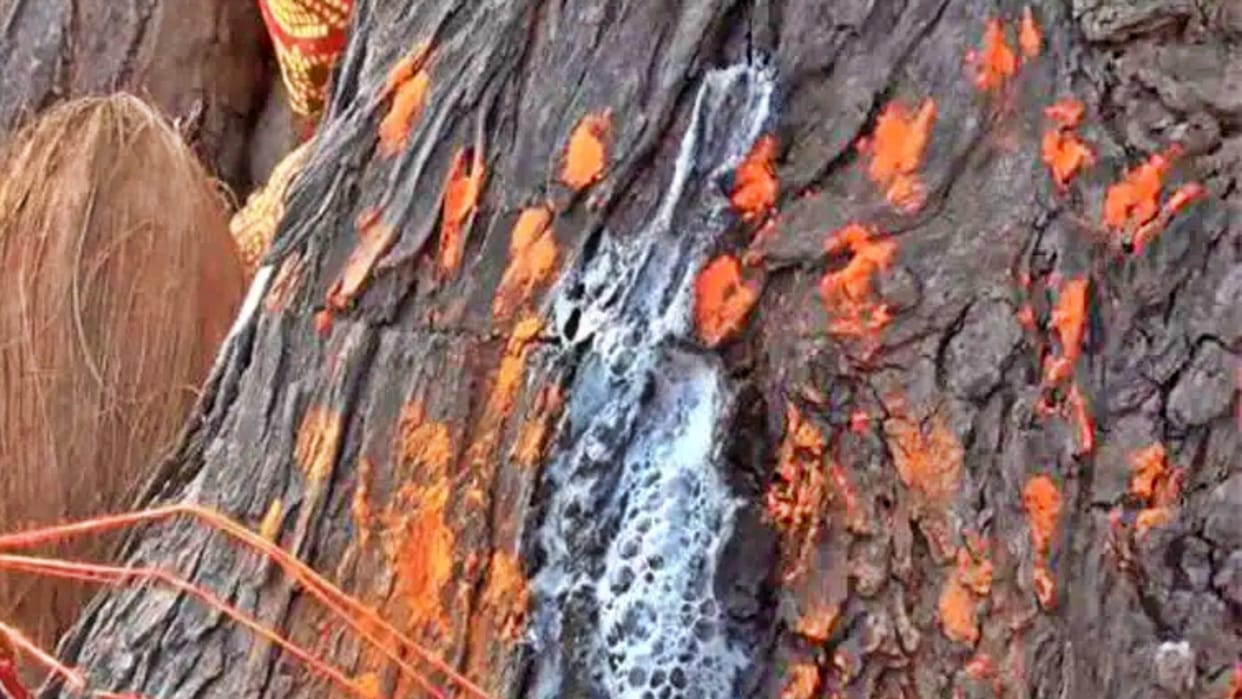 Singrauli suddenly milk started coming out in neem tree people are believing miracle of sheetla mata
