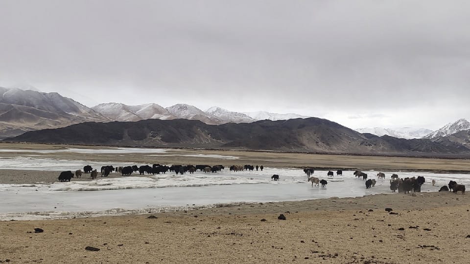 Chinese shepherds stealing yaks of Ladakhis under the guise of tension, former sarpanch complains to administr