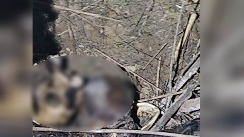 Haridwar News: Skeletons of a young Boy and Girl Found near a field in Sidcul Area