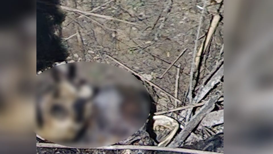 Haridwar News: Skeletons of a young Boy and Girl Found near a field in Sidcul Area