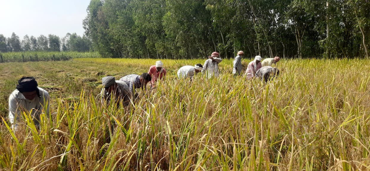 Fields filled with water, paddy harvesting is difficult