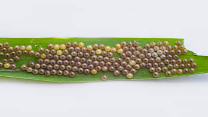 Ahuautle Egg of Water Fly Eaten as Traditional Food in Mexico City Know Reasons Behind it