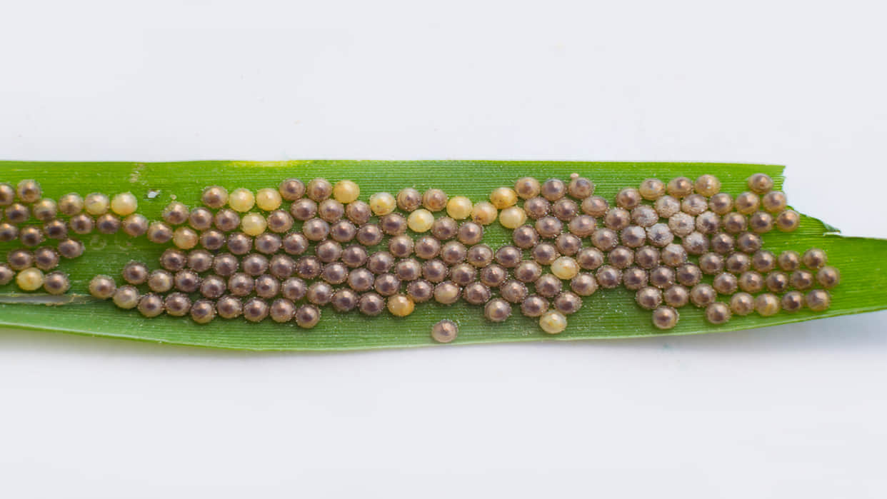 Ahuautle Egg of Water Fly Eaten as Traditional Food in Mexico City Know Reasons Behind it