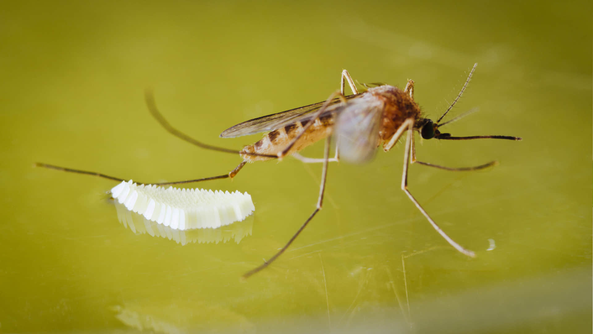 Ahuautle Egg of Water Fly Eaten as Traditional Food in Mexico City Know Reasons Behind it