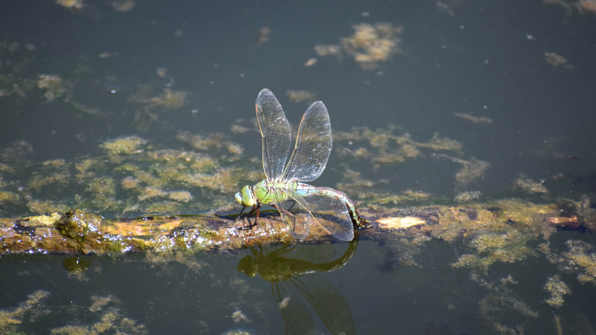 Ahuautle Egg of Water Fly Eaten as Traditional Food in Mexico City Know Reasons Behind it