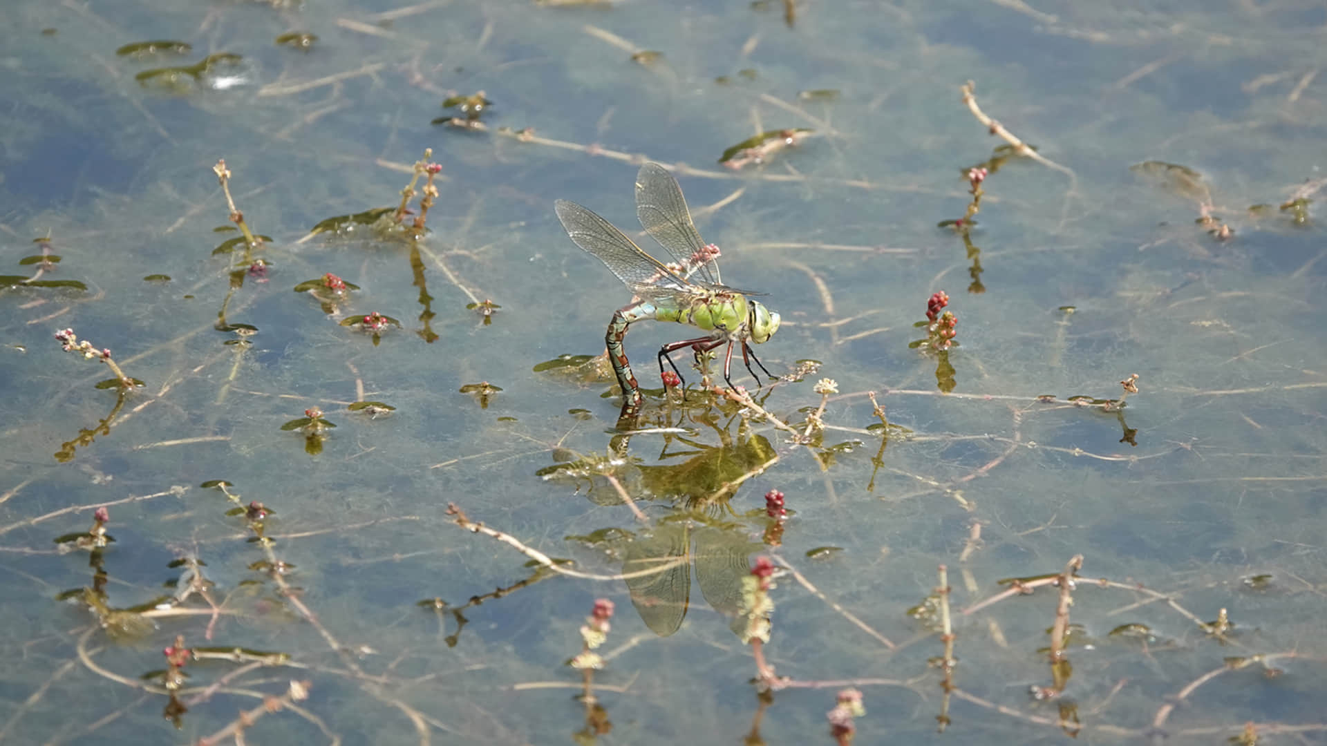 Ahuautle Egg of Water Fly Eaten as Traditional Food in Mexico City Know Reasons Behind it