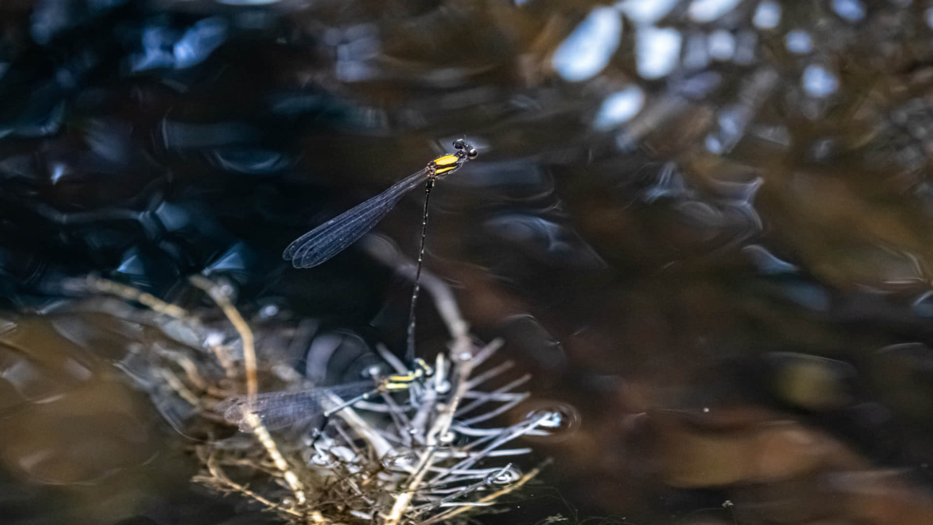 Ahuautle Egg of Water Fly Eaten as Traditional Food in Mexico City Know Reasons Behind it