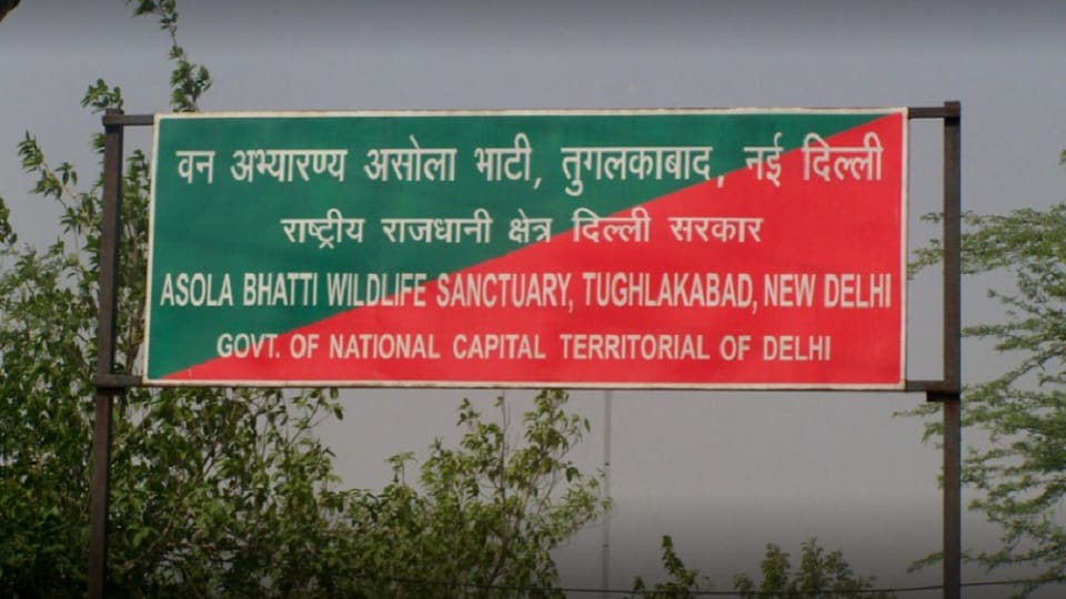 Number of leopards in Asola Bhati Wildlife Sanctuary has halved In 10 years