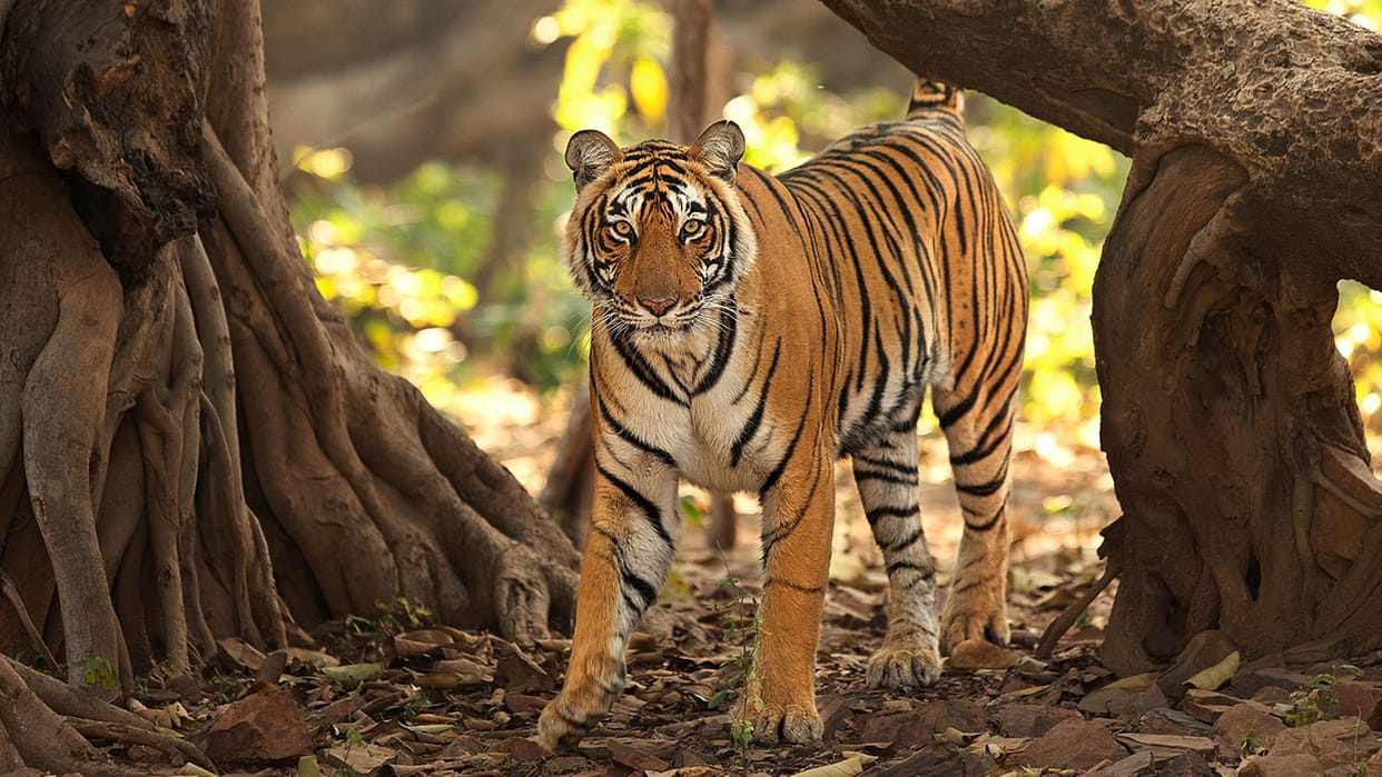 9 year old girl dies in Shahdol by tiger attack