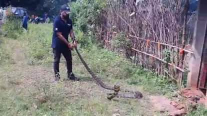 कोरबा में मकान से रेस्क्यू किया गया 12 फीट लंबा किंग कोबरा।