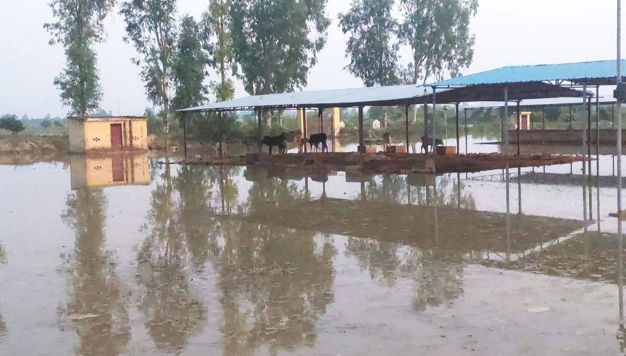 Hardoi, Flood water filled in Gaushala, many cattle missing