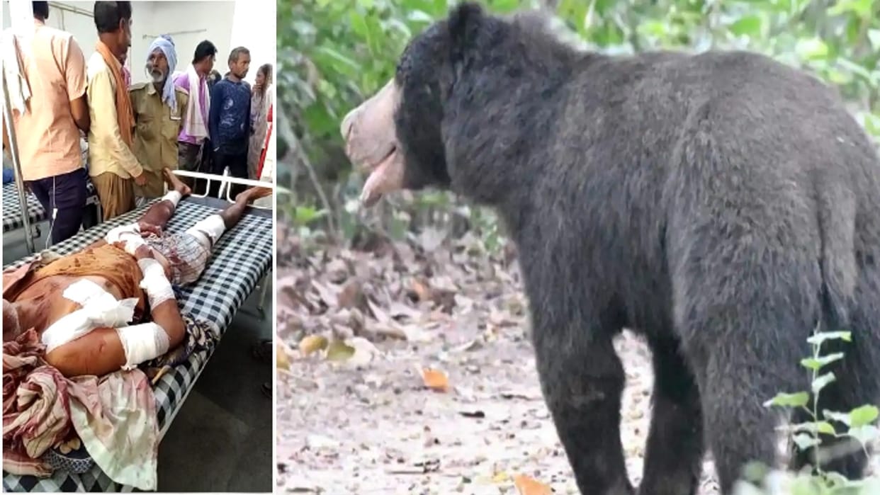 Farmer attacked by bears in Chhatarpur, admitted to district hospital in critical condition