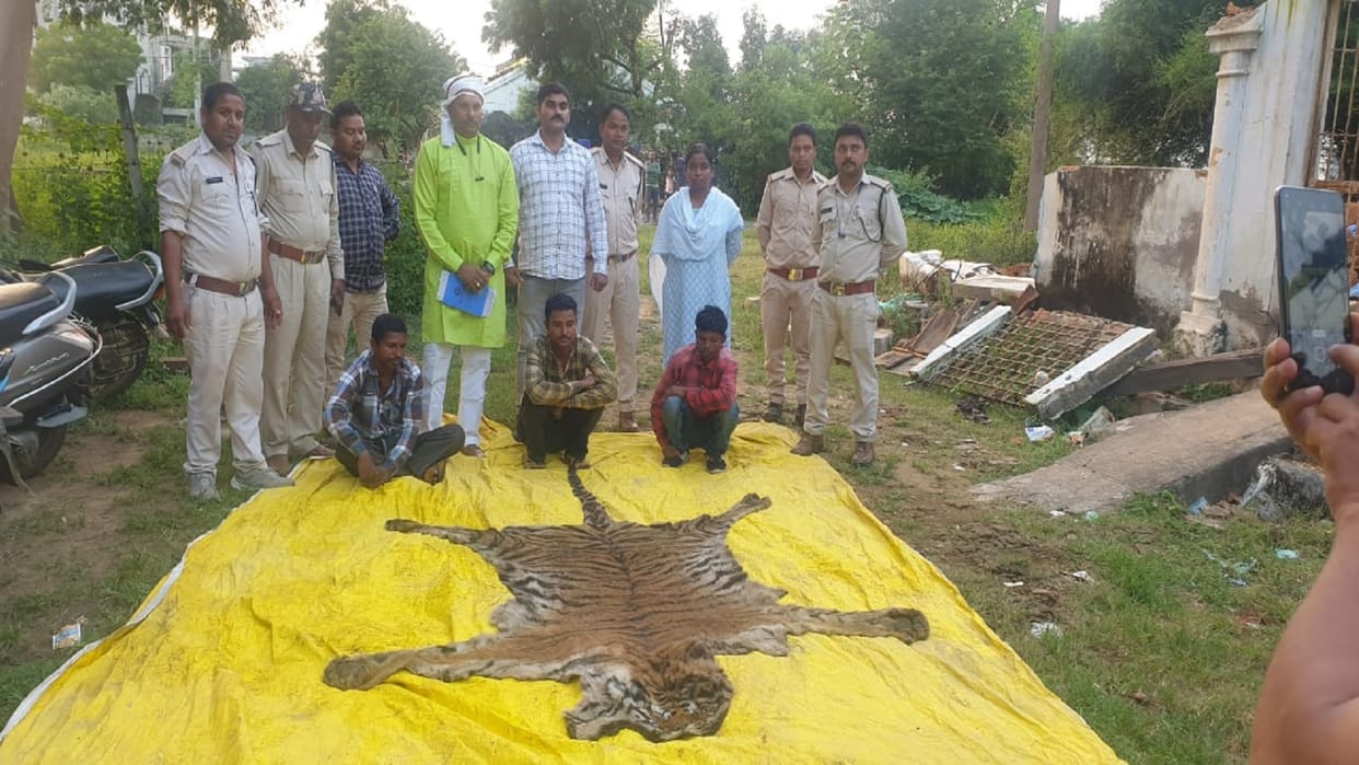 Surajpur News Six arrested with tiger and leopard skins