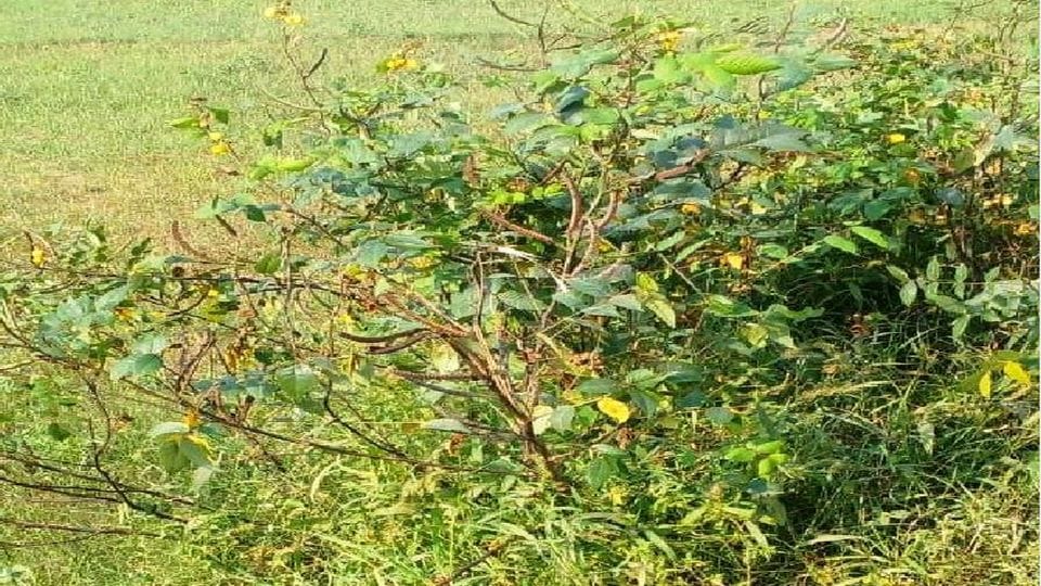 Two daughters died on Ahoi Ashtami mother became unconscious