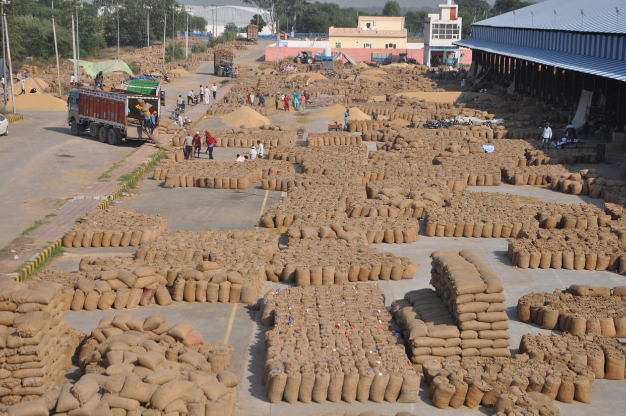 Paddy arrival in full swing in grain markets