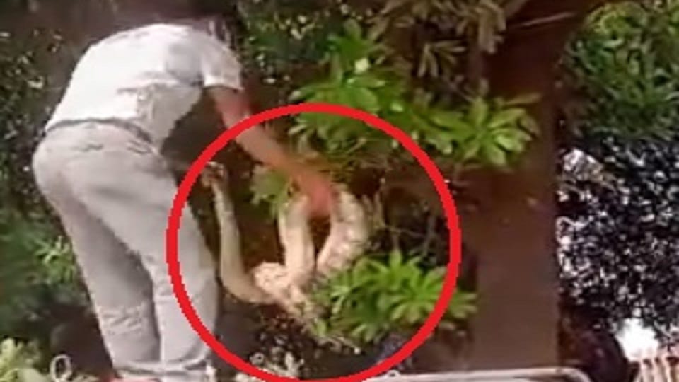 Python found on tree in Rohini Sector 16