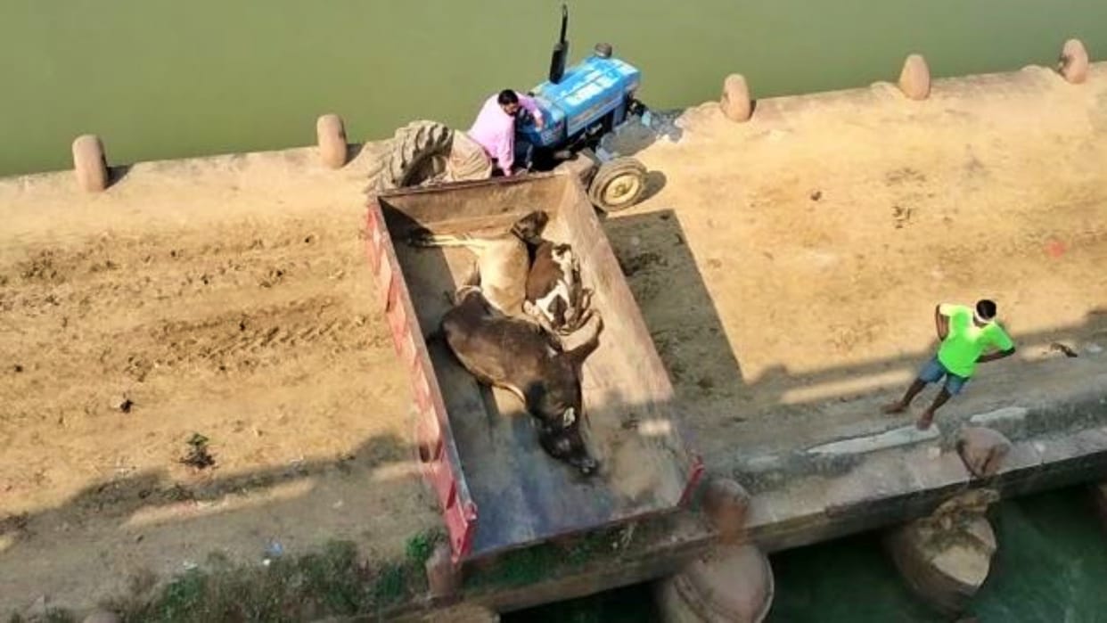 Carcasses of dead cattle infected with lumpi virus thrown into Besli river of Gohad in Bhind