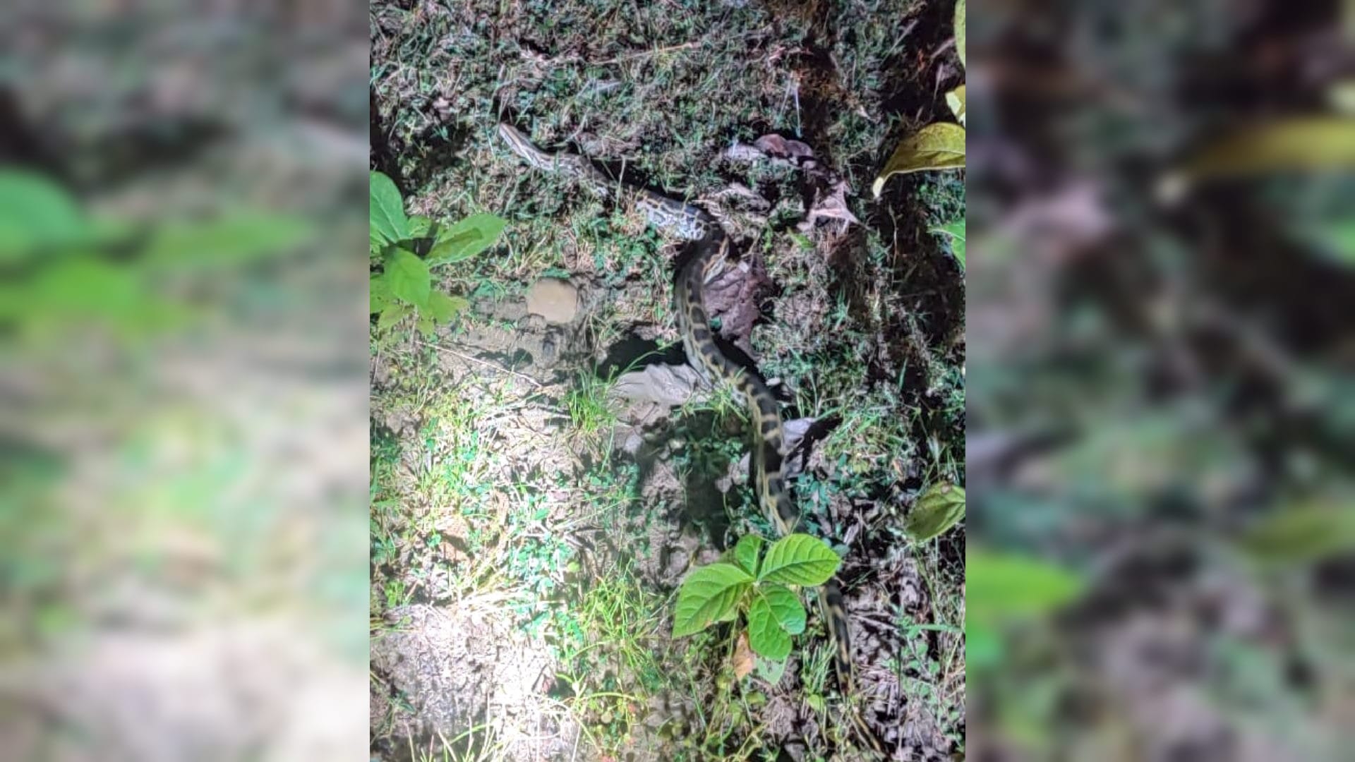 Bijnor: Forest officials prepared a new way in Amangarh,confluence of water, forest and wildlife will fill  ad