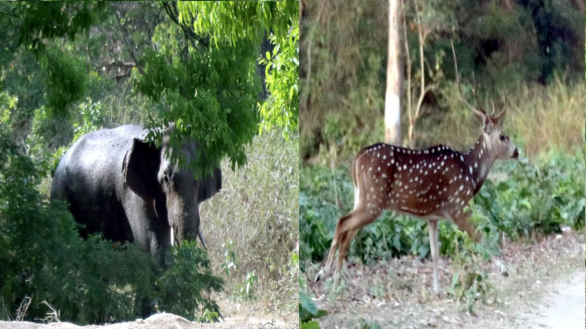 Bijnor: Forest officials prepared a new way in Amangarh,confluence of water, forest and wildlife will fill  ad