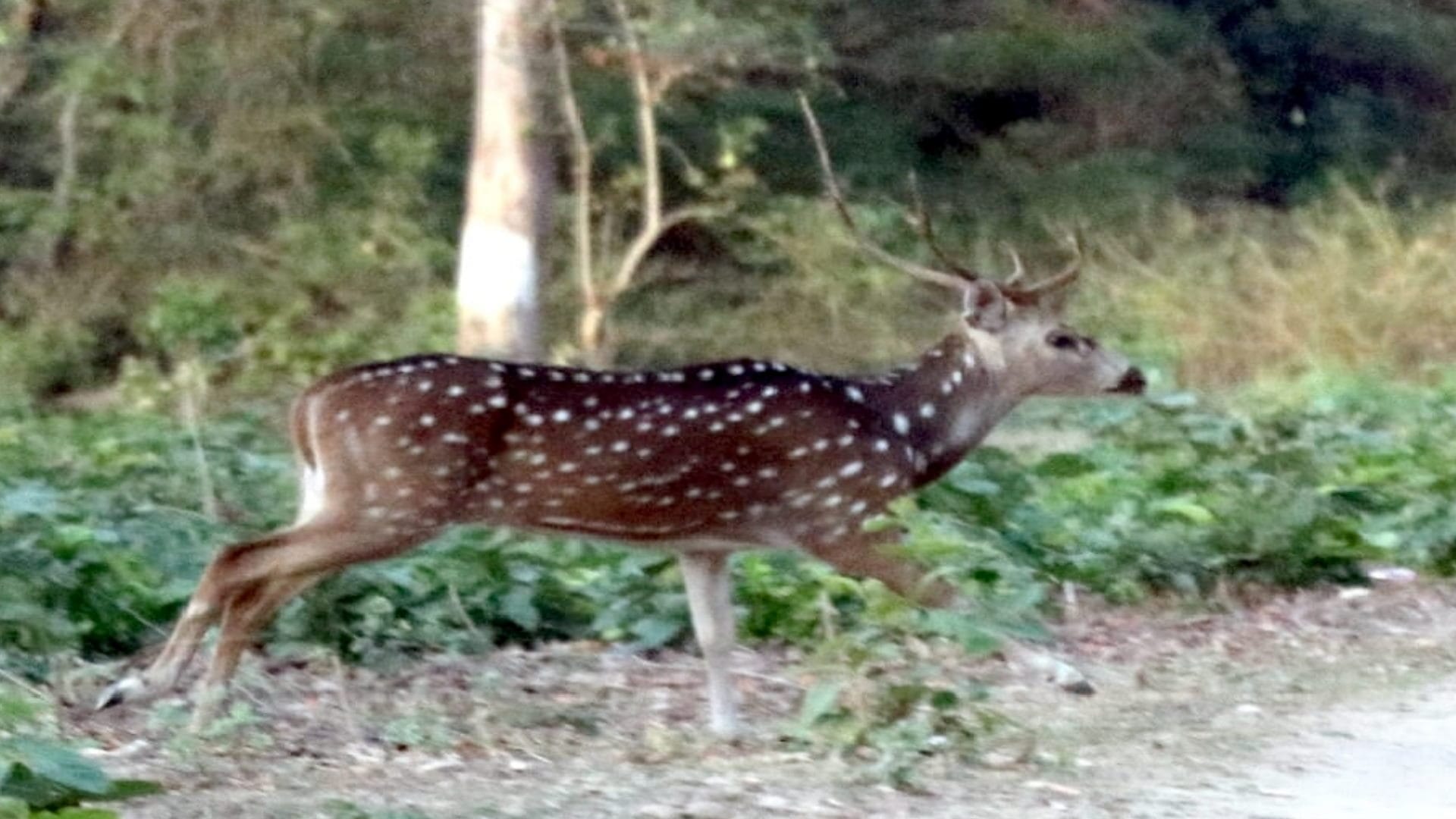 Bijnor: Forest officials prepared a new way in Amangarh,confluence of water, forest and wildlife will fill  ad
