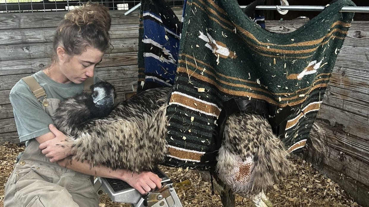 Tiktok Star Emu Emmanuel Suffering From Avian Flu Know Its Causes Symptoms Treatment In Hindi