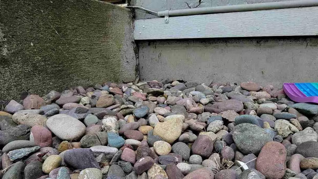Optical Illusion Viral Photo: Find Out hidden frog within 17 seconds, Illusion Images for Brain IQ Test