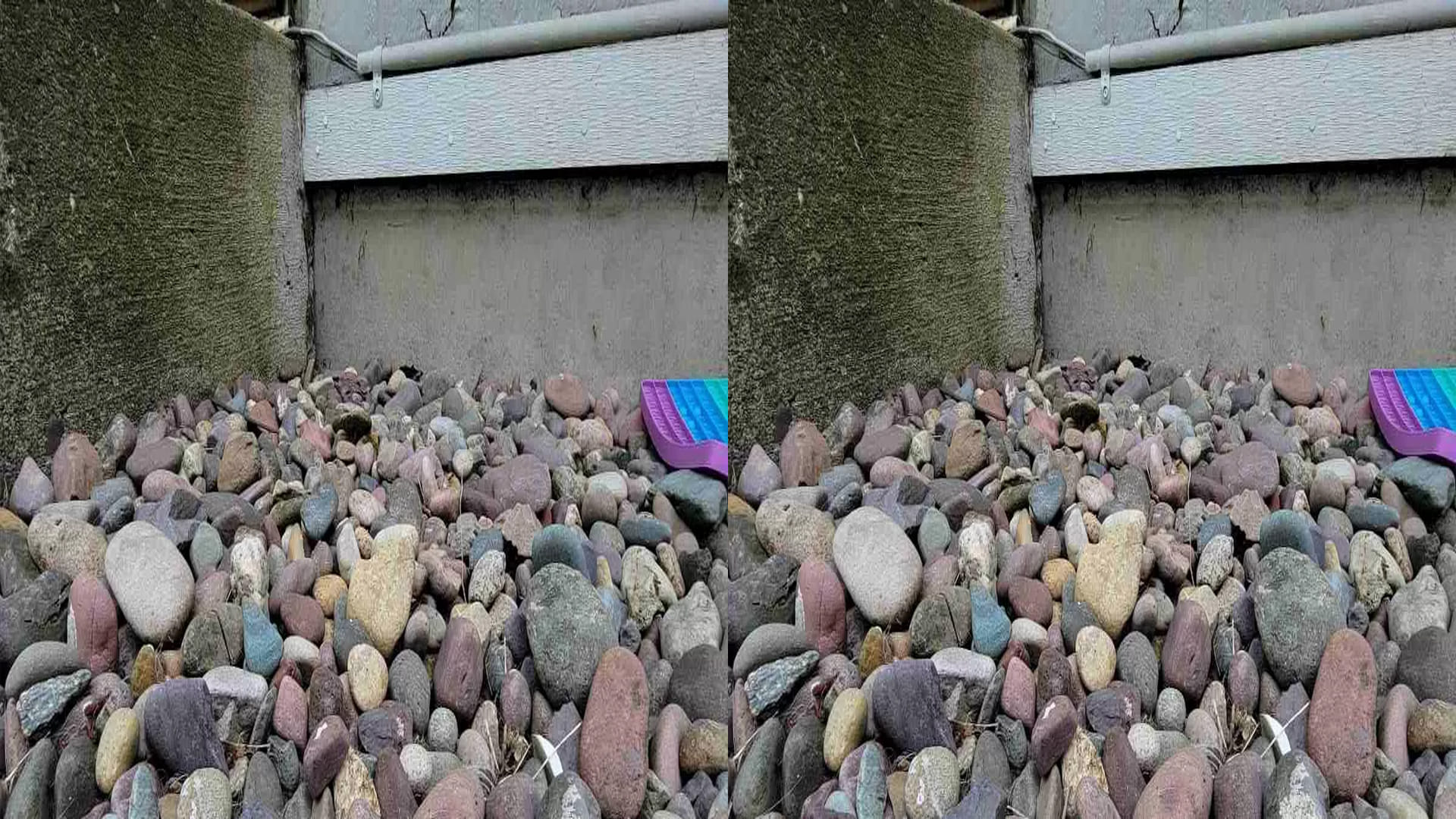 Optical Illusion Viral Photo: Find Out hidden frog within 17 seconds, Illusion Images for Brain IQ Test