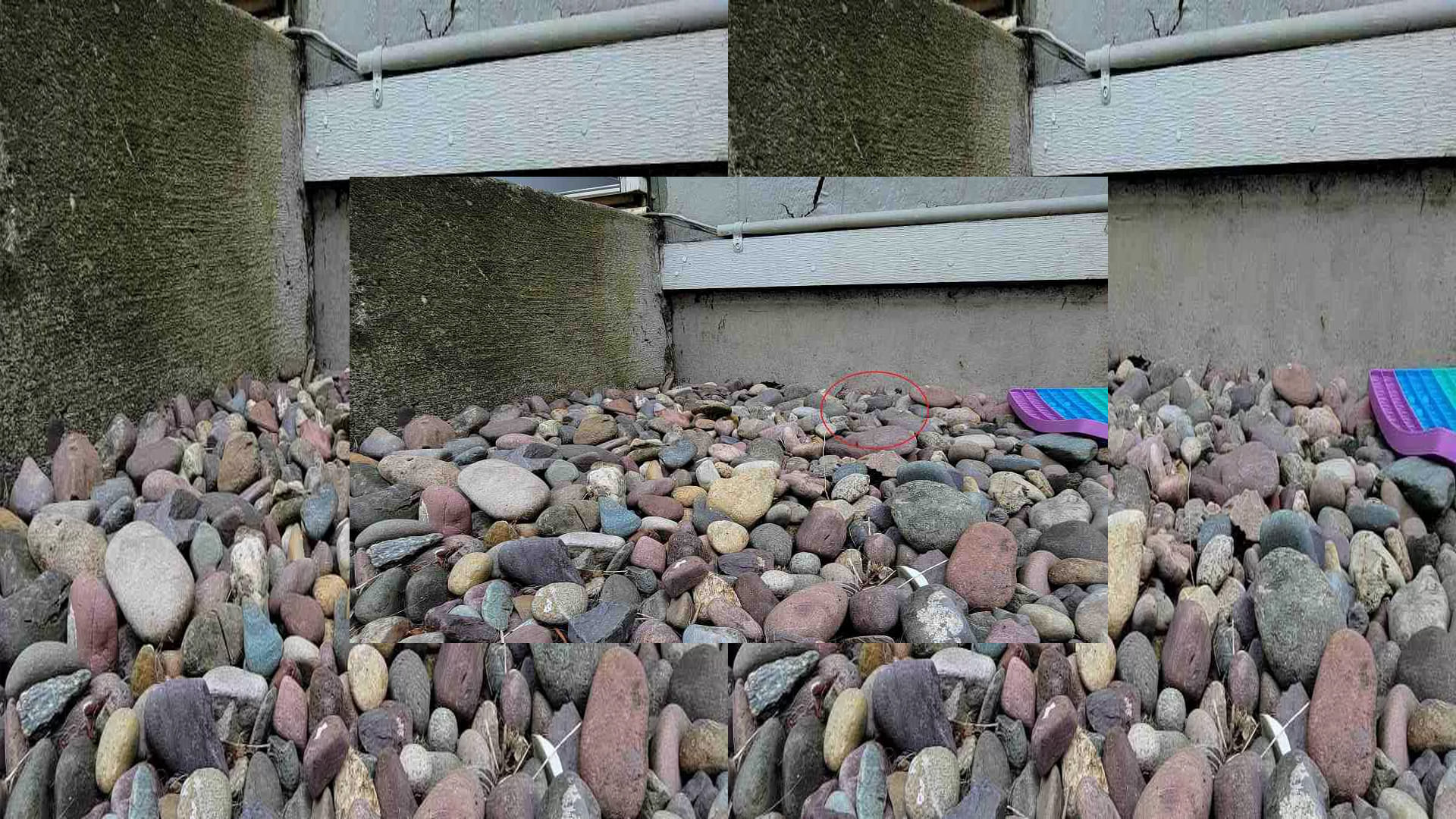 Optical Illusion Viral Photo: Find Out hidden frog within 17 seconds, Illusion Images for Brain IQ Test