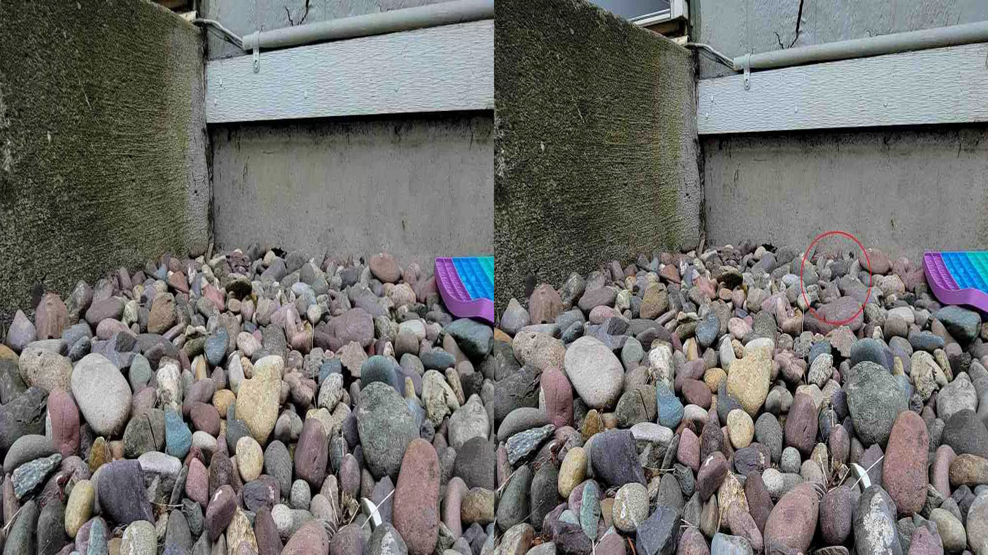 Optical Illusion Viral Photo: Find Out hidden frog within 17 seconds, Illusion Images for Brain IQ Test