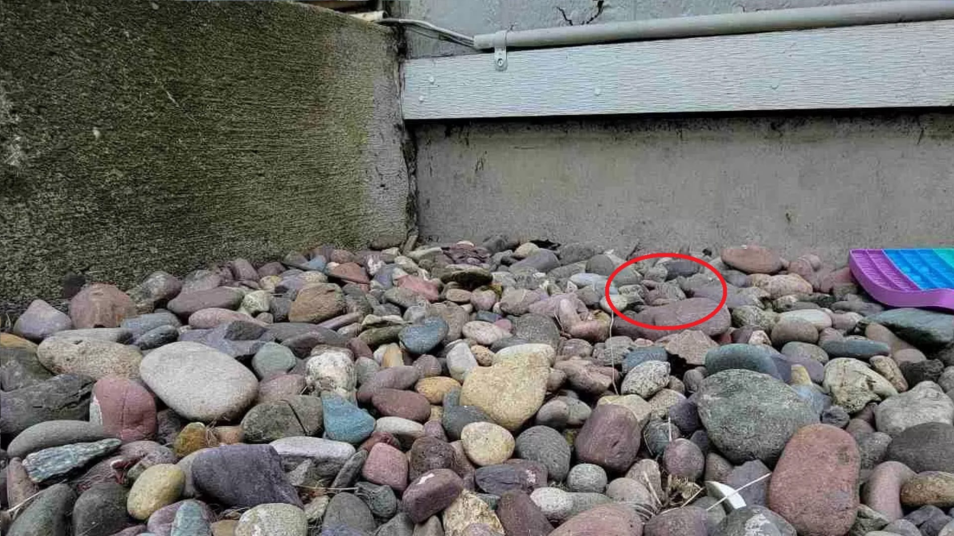 Optical Illusion Viral Photo: Find Out hidden frog within 17 seconds, Illusion Images for Brain IQ Test